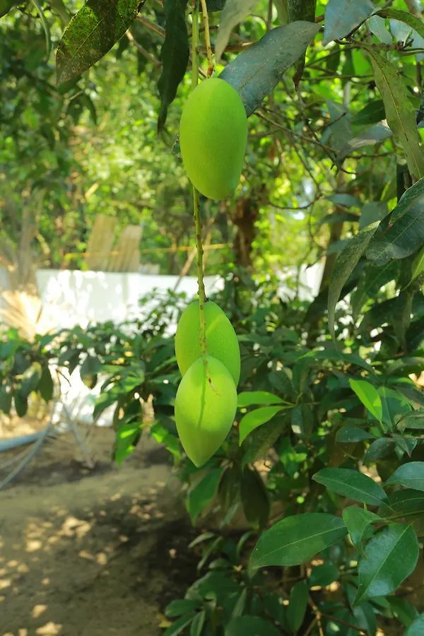 Marari Coastal Dreams Home Stay Alappuzha Homestay