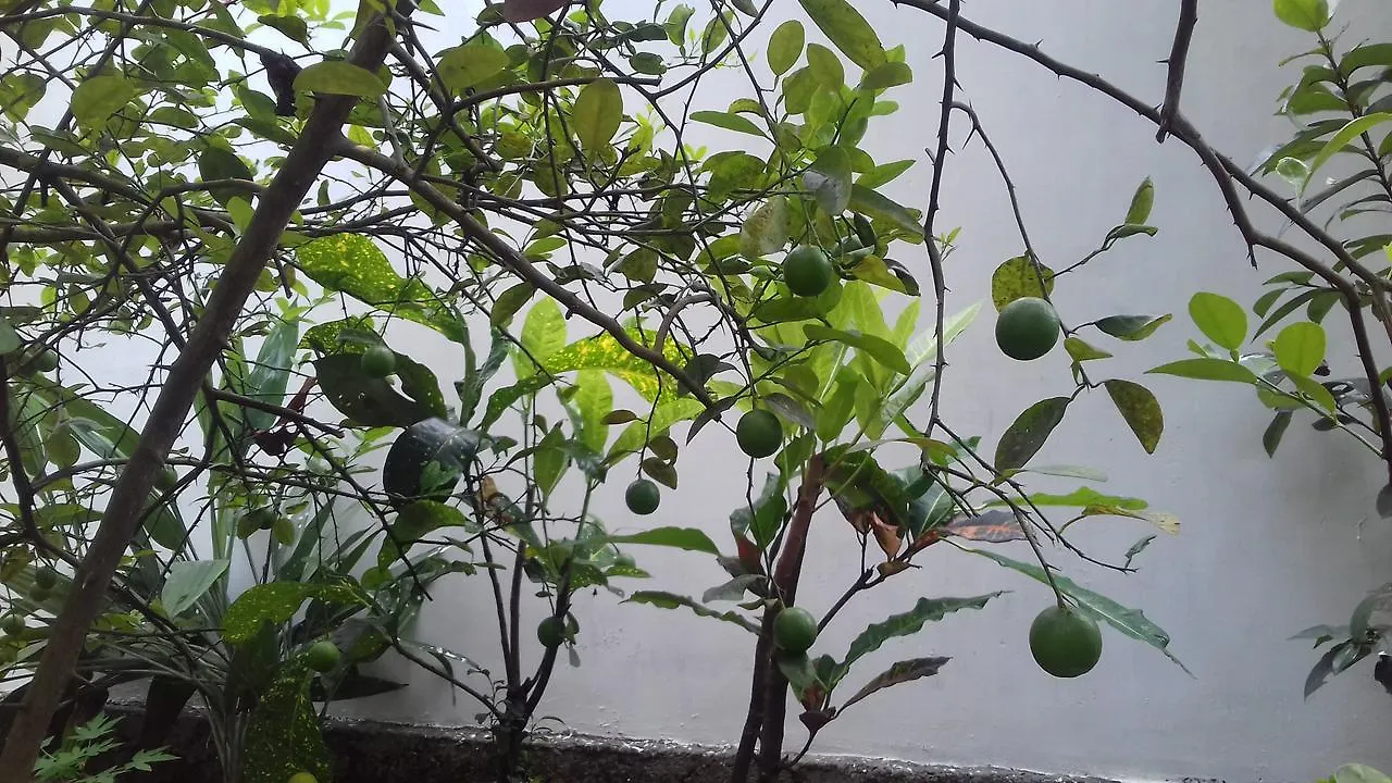 Marari Coastal Dreams Home Stay Alappuzha India