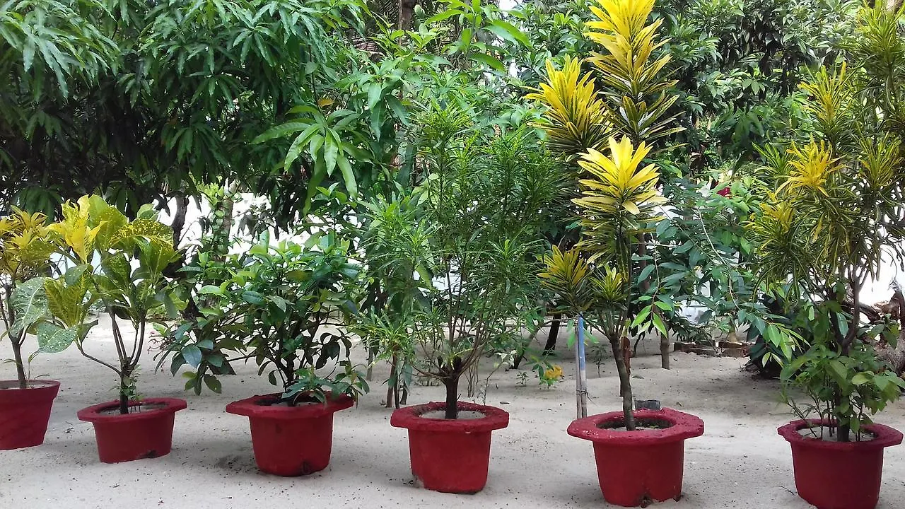 Homestay Marari Coastal Dreams Home Stay Alappuzha India