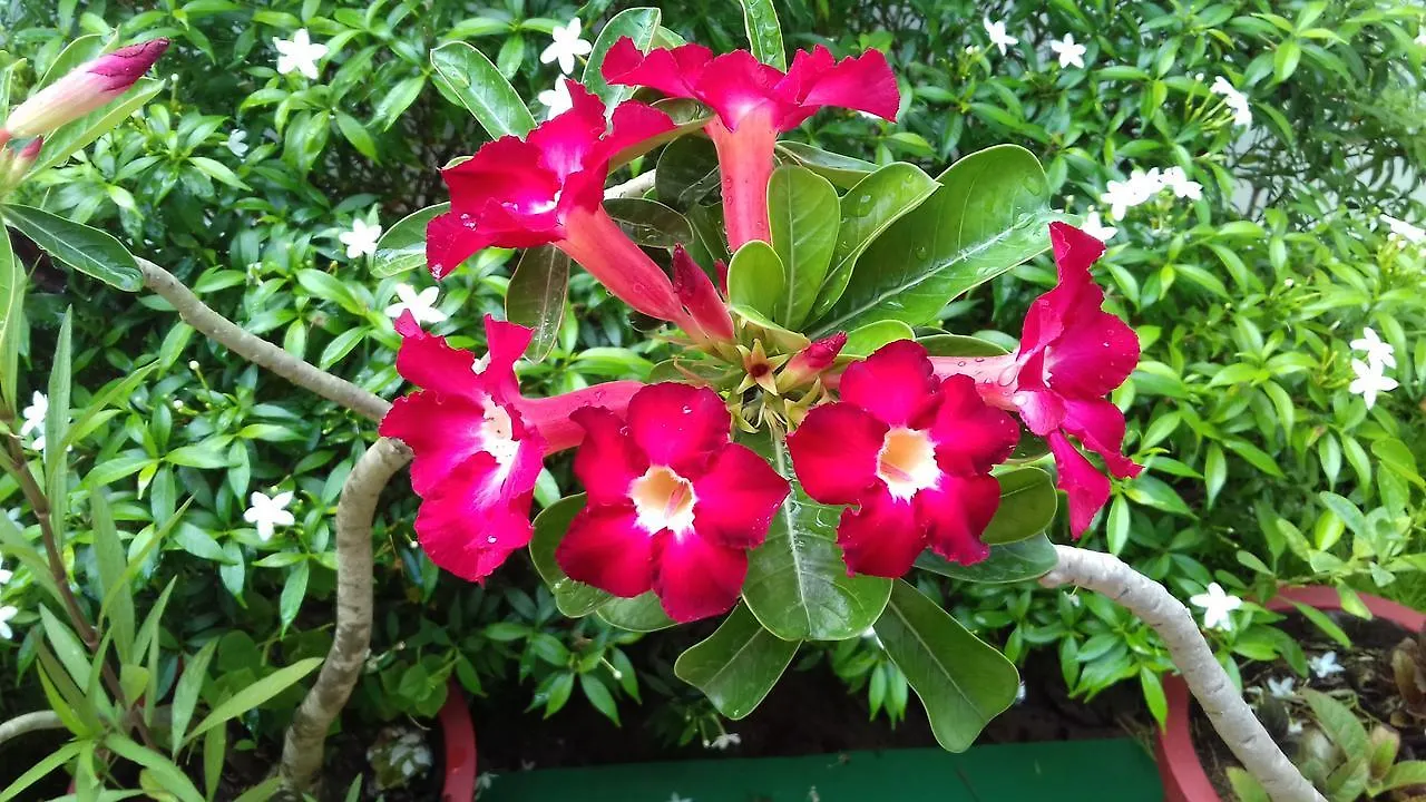 Marari Coastal Dreams Home Stay Alappuzha